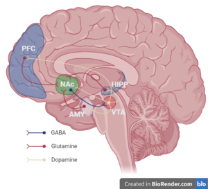 Role of reward system in reinforcement Motivation