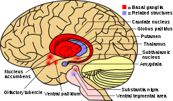 Role of basal region in motivation enhancement